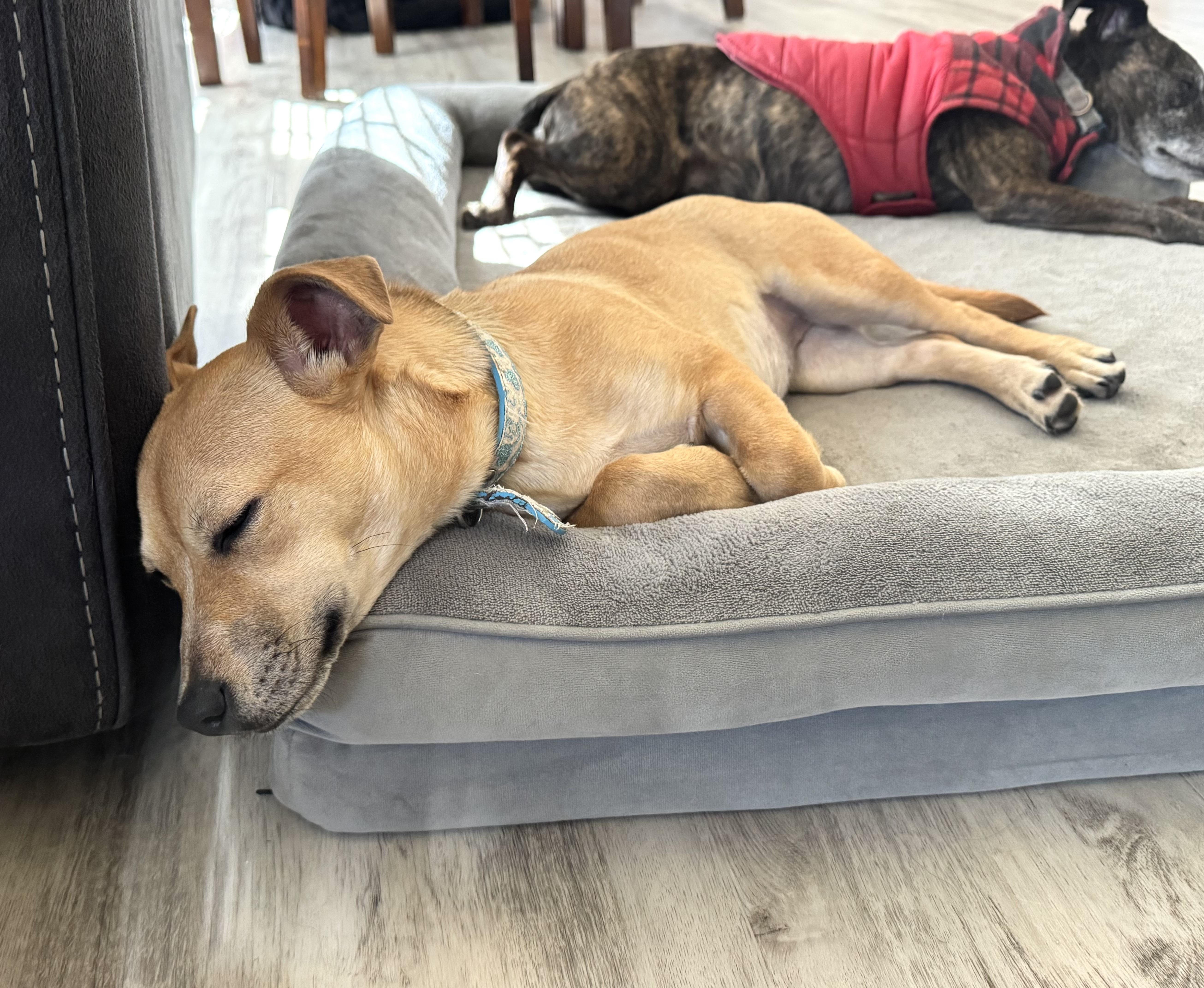 Enlarge Nala, an adopted mixed breed in Gainesville, VA image 4/6