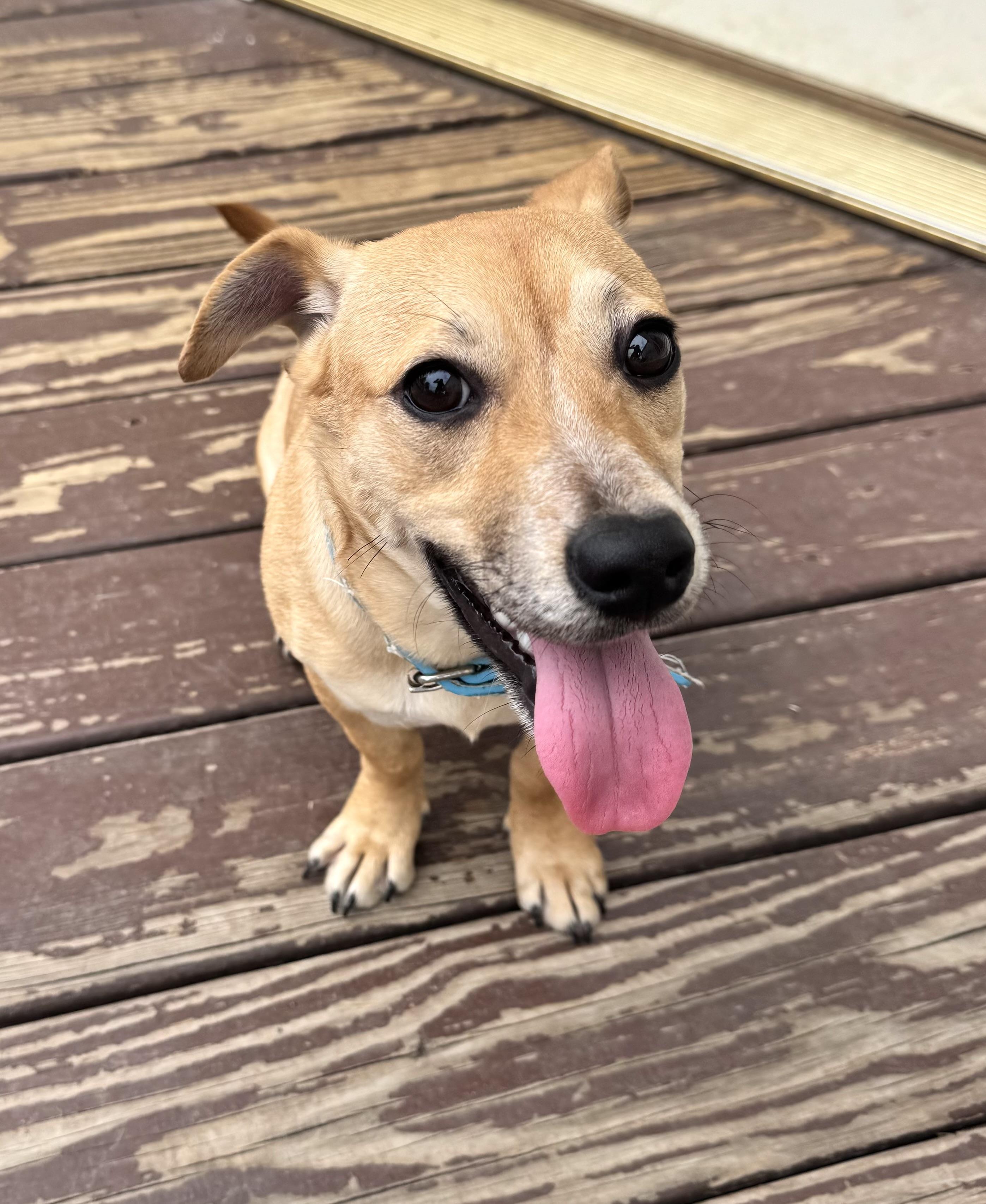 Enlarge Nala, an adopted mixed breed in Gainesville, VA image 5/6