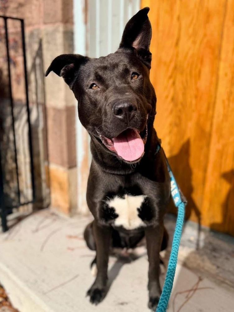Hubert, Adoptable, Young Male Mixed Breed.