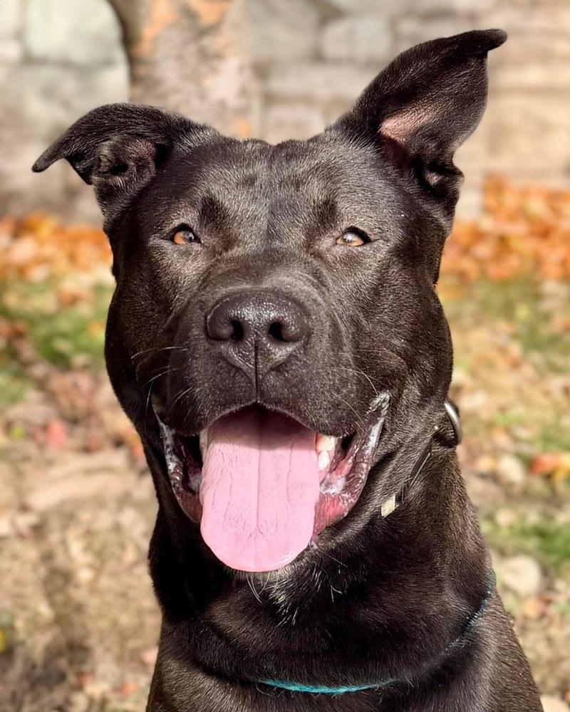 Enlarge Hubert, a Adoptable mixed breed in Amherst, NY image 2/5