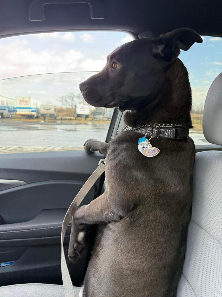 Enlarge Hubert, a Adoptable mixed breed in Amherst, NY image 3/5