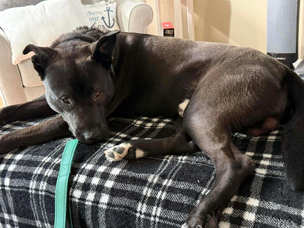 Enlarge Hubert, a Adoptable mixed breed in Amherst, NY image 5/5