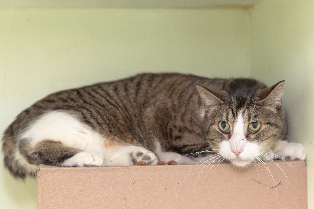 Enlarge Taz, a Adoptable mixed breed in Chicago, IL image 1/2