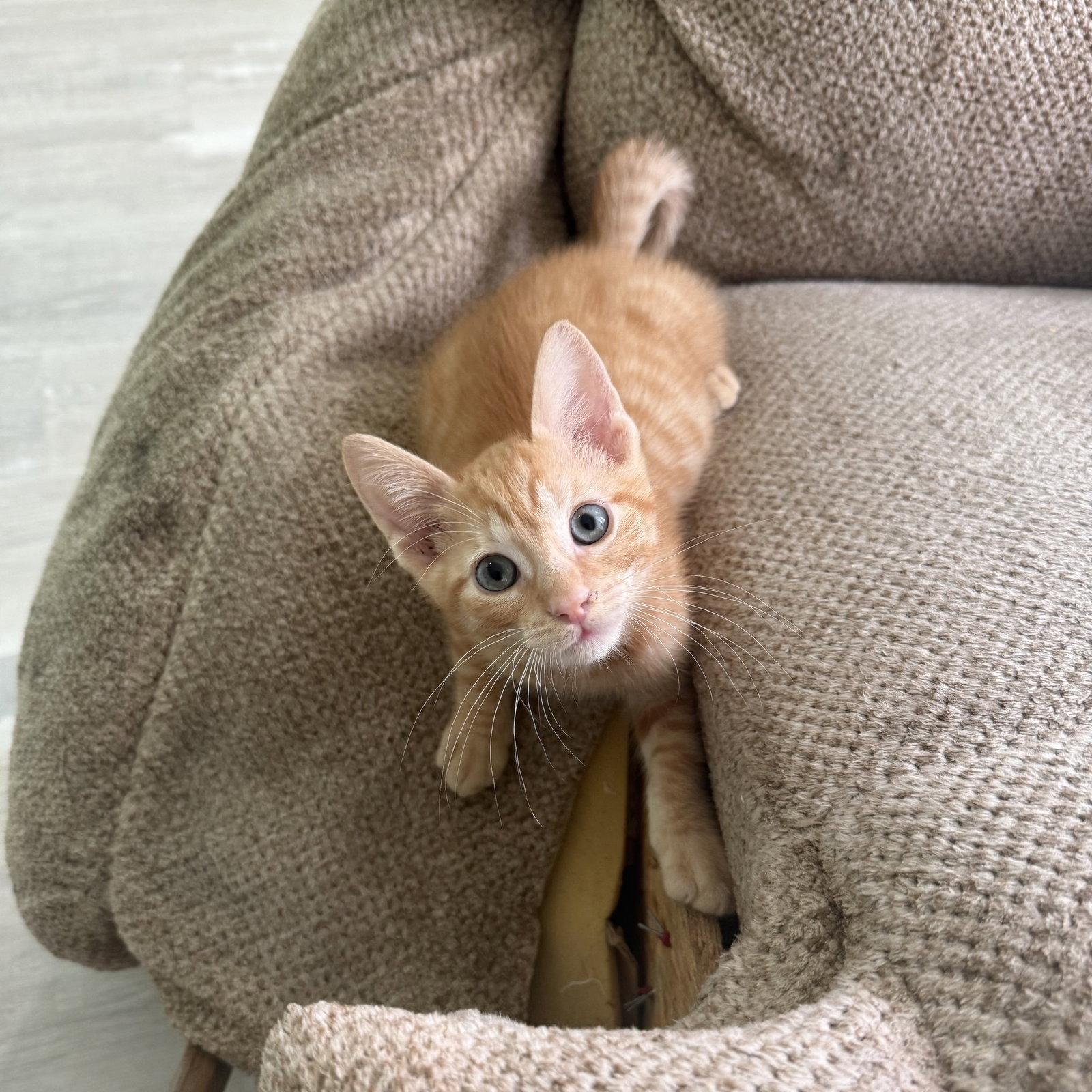 Vega, Adoptable, Kitten Male Domestic Short Hair.