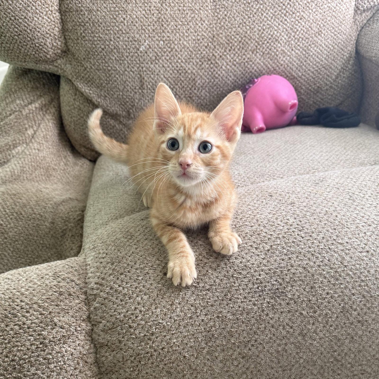 Vega, a Adoptable Domestic Short Hair in Rosenberg, TX image 2/3