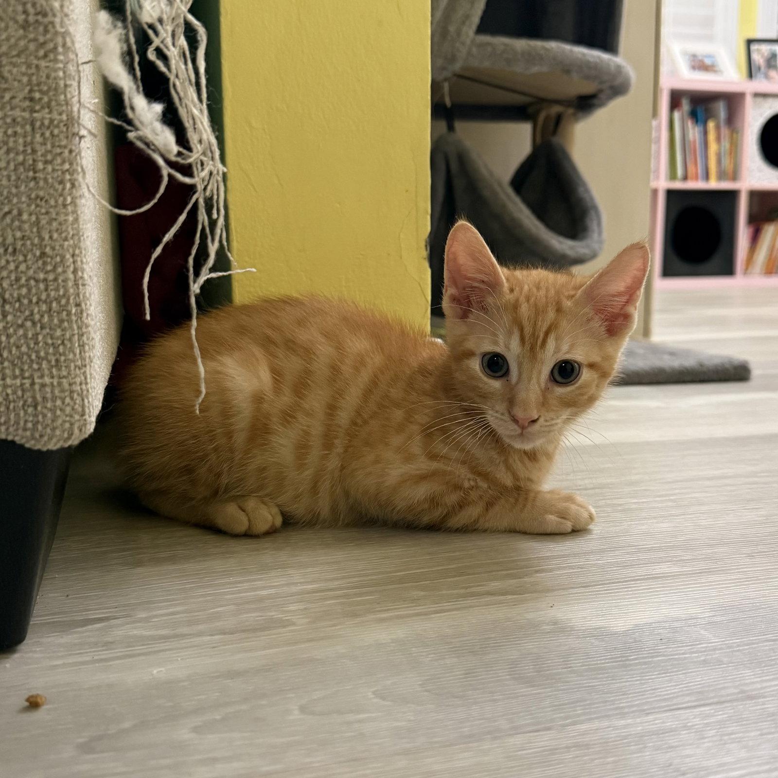 Vega, a Adoptable Domestic Short Hair in Rosenberg, TX image 3/3