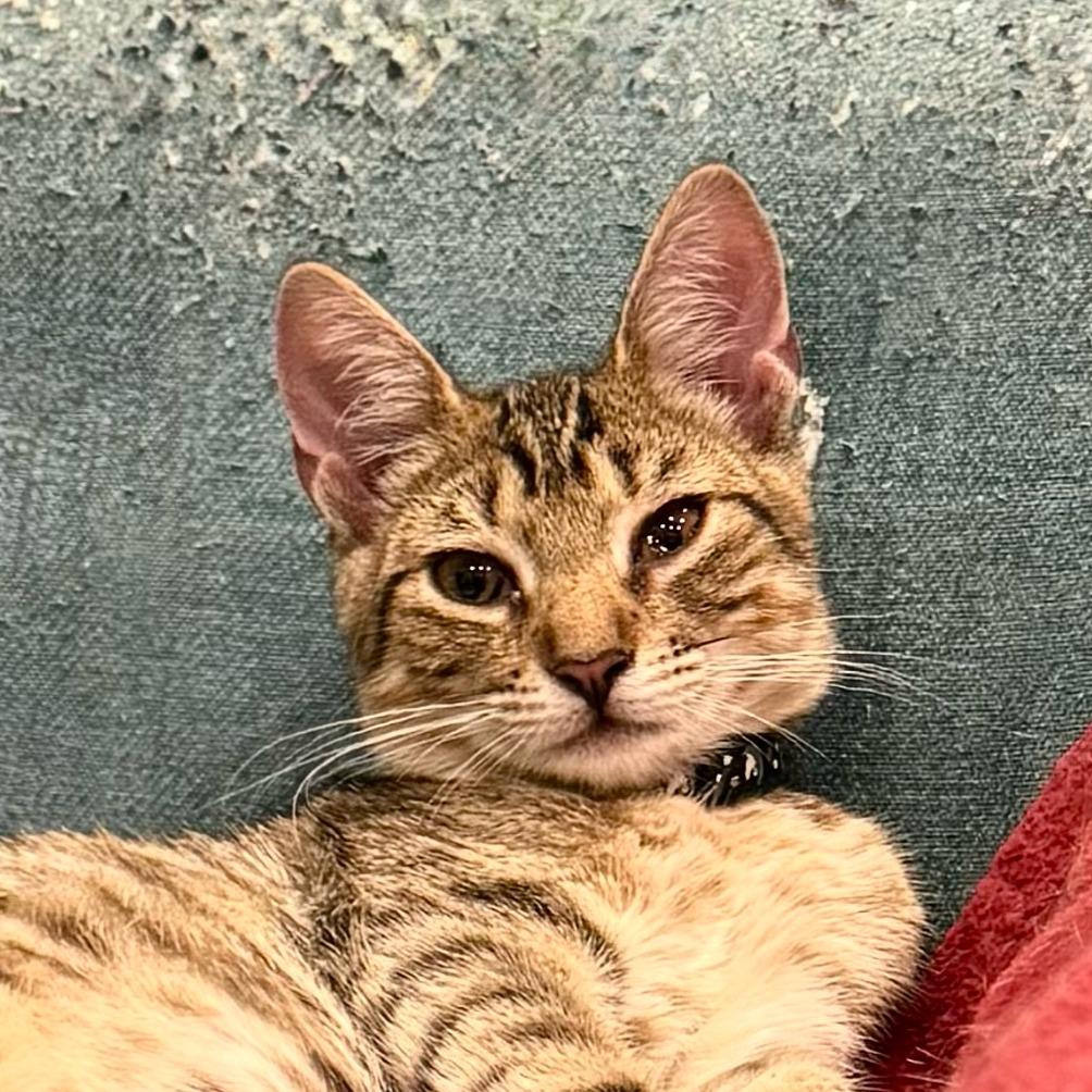 Enlarge Miso, a Adopted mixed breed in Brooklyn, NY image 1/1