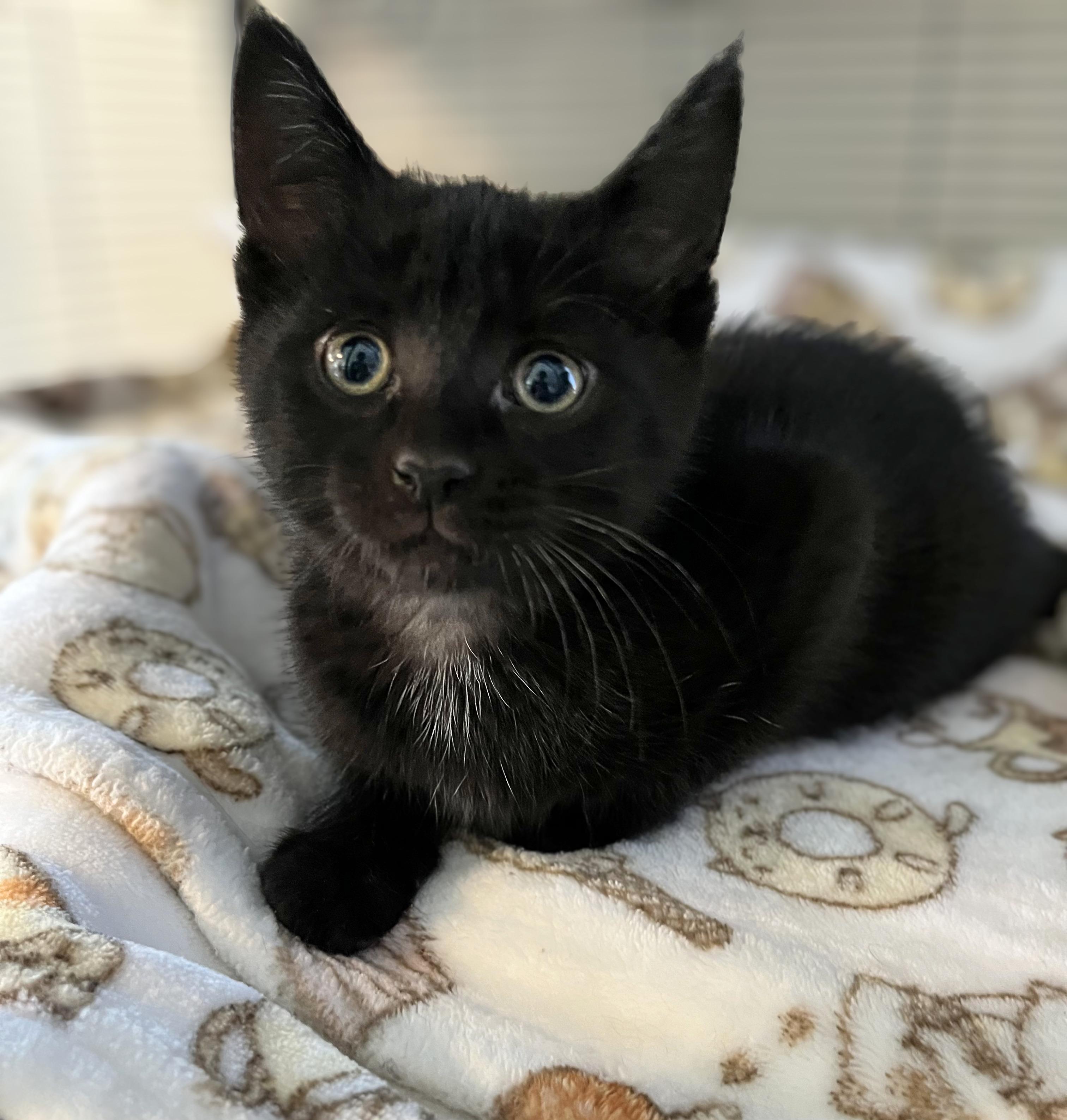 Enlarge Ken Adams, an adopted Domestic Short Hair in Seville, OH image 1/1