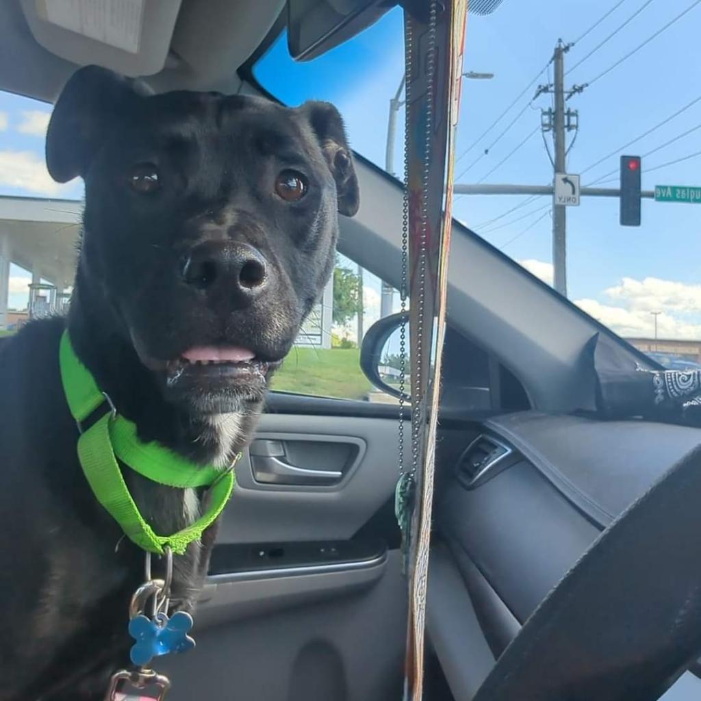 Enlarge Roxy, a Adoptable mixed breed in West Des Moines, IA image 1/6