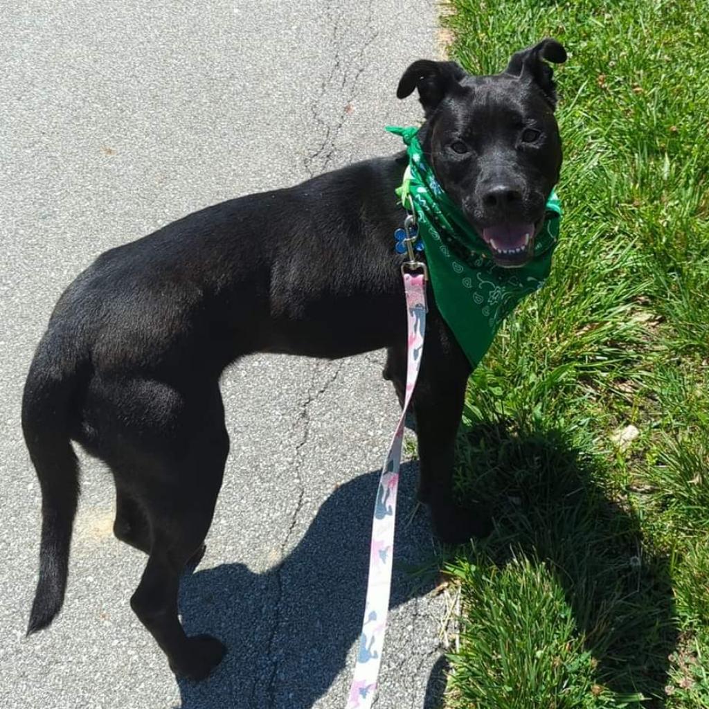 Enlarge Roxy, a Adoptable mixed breed in West Des Moines, IA image 2/6