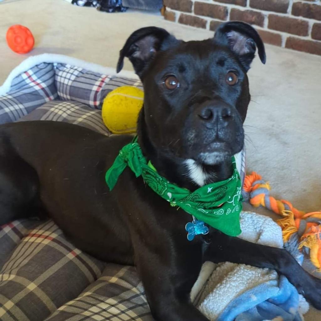 Enlarge Roxy, a Adoptable mixed breed in West Des Moines, IA image 3/6