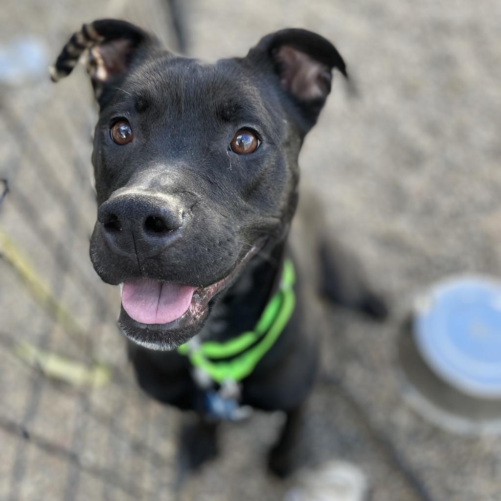 Enlarge Roxy, a Adoptable mixed breed in West Des Moines, IA image 4/6
