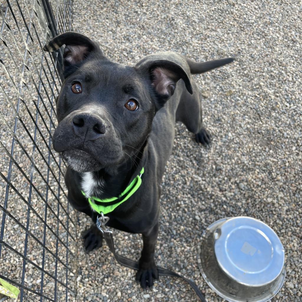 Enlarge Roxy, a Adoptable mixed breed in West Des Moines, IA image 5/6