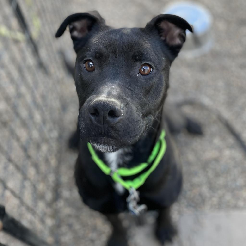 Enlarge Roxy, a Adoptable mixed breed in West Des Moines, IA image 6/6