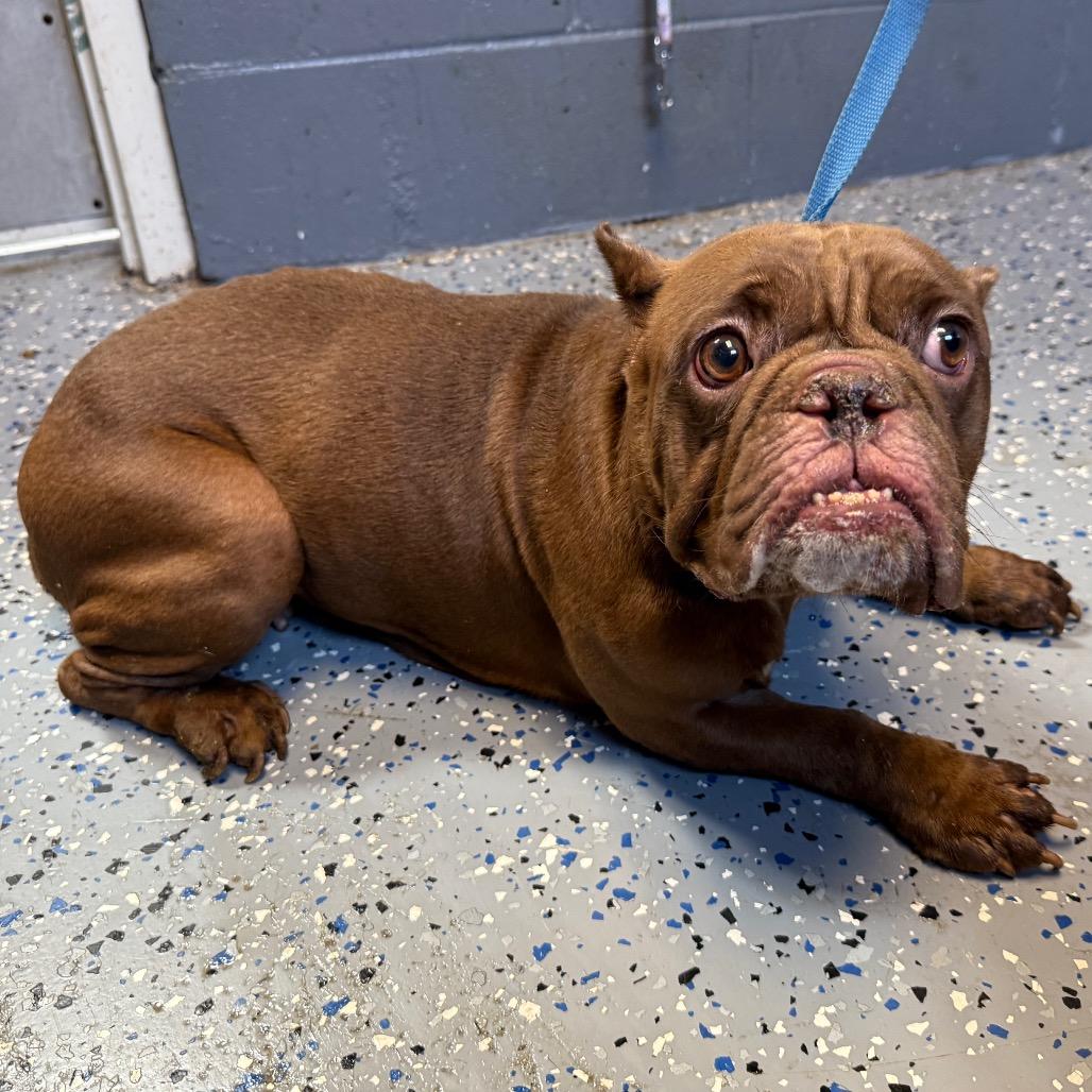 Coco, Adoptable, Adult Female English Bulldog & Pit Bull Terrier.
