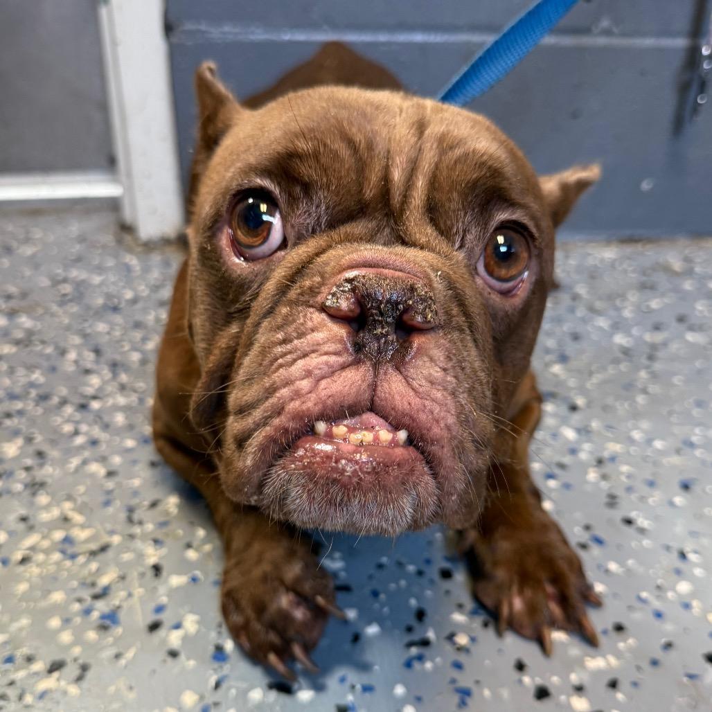 Enlarge Coco, a Adoptable mixed breed in Tuscaloosa, AL image 2/5
