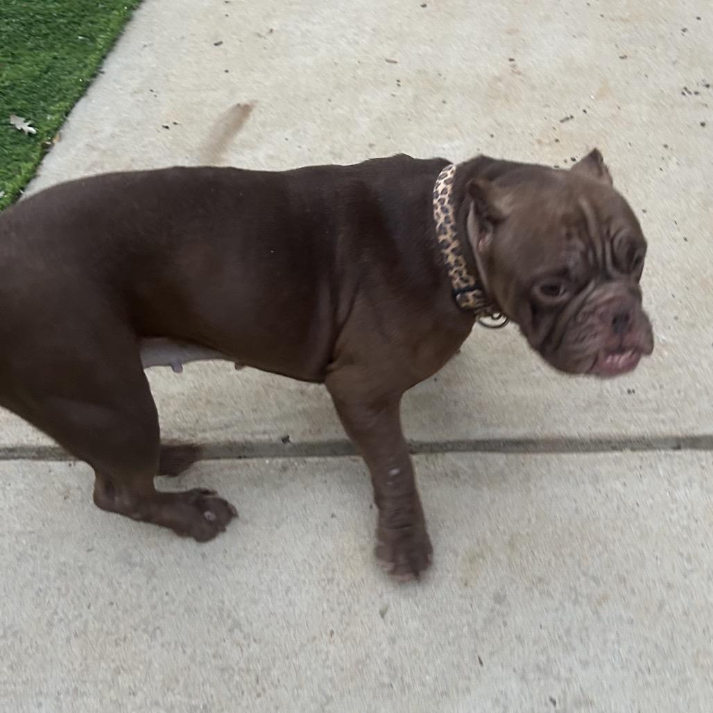 Enlarge Coco, a Adoptable mixed breed in Tuscaloosa, AL image 4/5