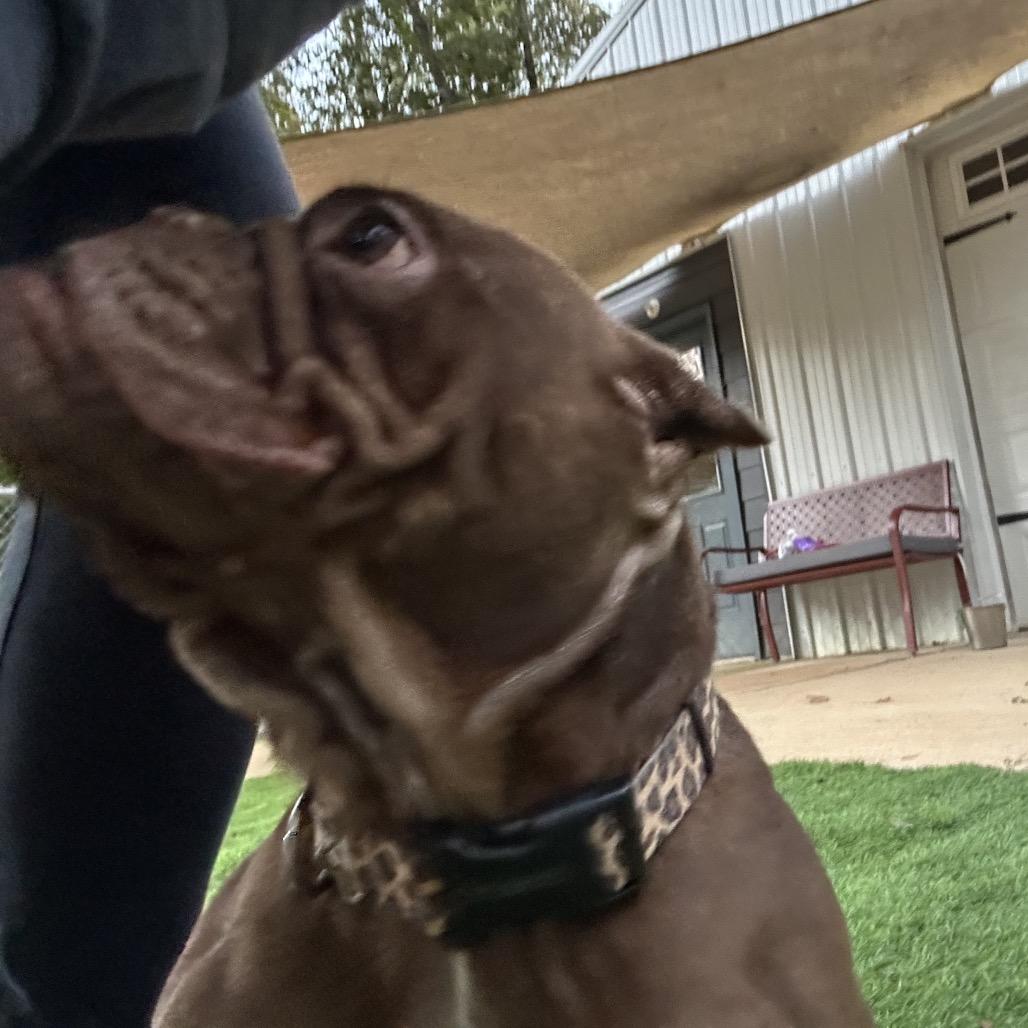 Enlarge Coco, a Adoptable mixed breed in Tuscaloosa, AL image 5/5