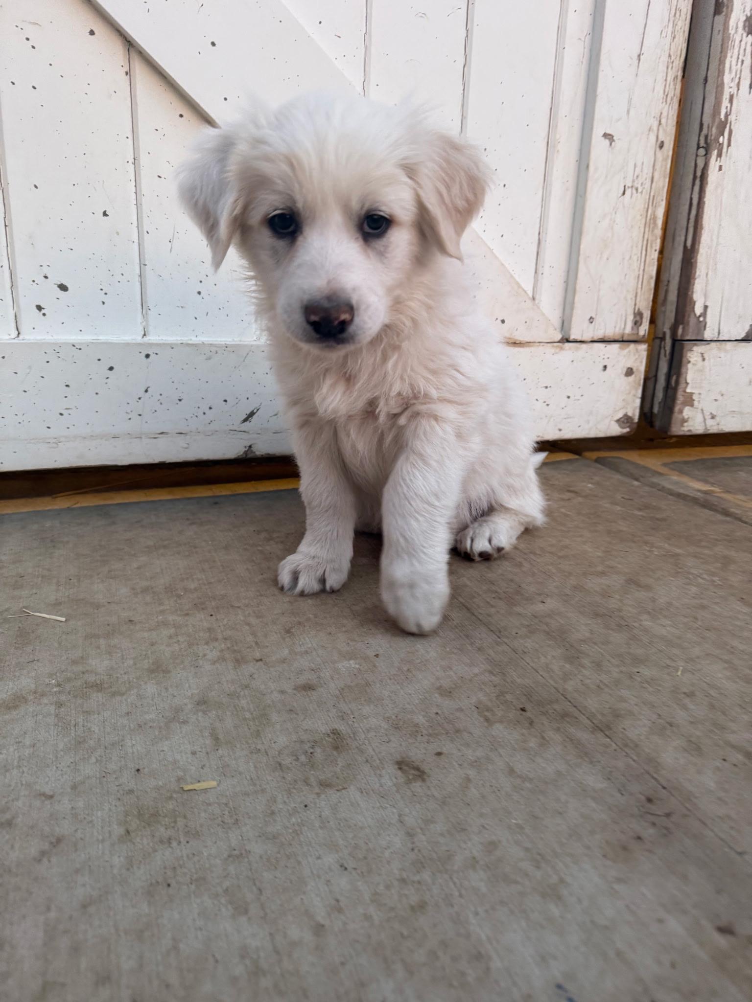 Enlarge Blackberry, an adopted Great Pyrenees in Oakland, CA image 1/3