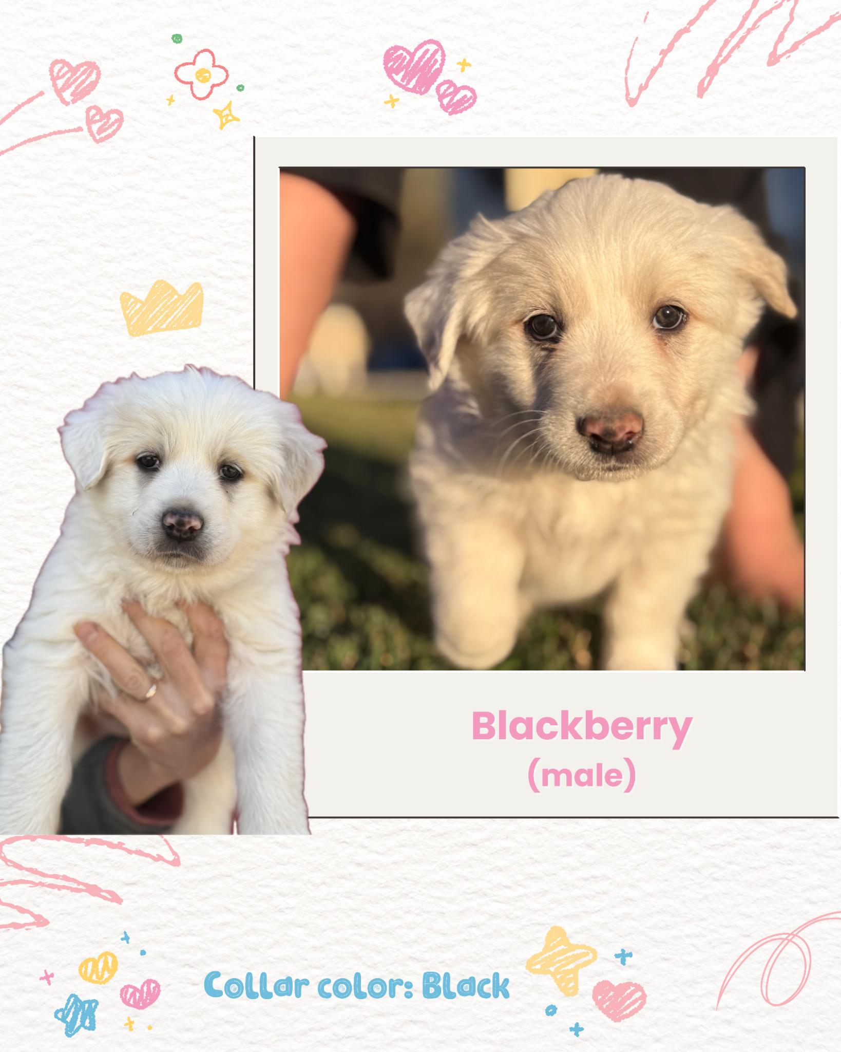 Enlarge Blackberry, an adopted Great Pyrenees in Oakland, CA image 2/3