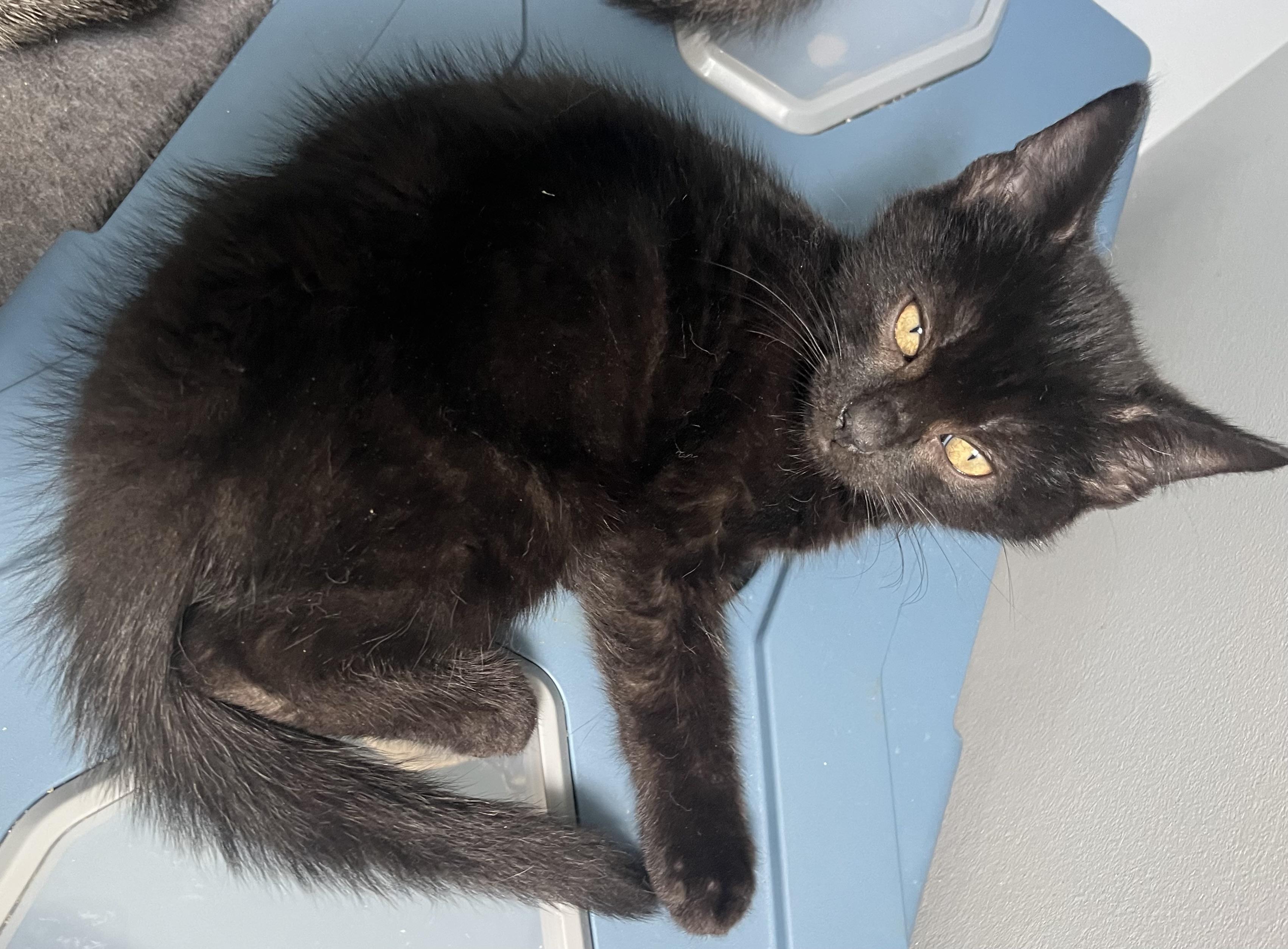 Echo, a Adoptable Domestic Short Hair in Hamilton, ON image 4/5