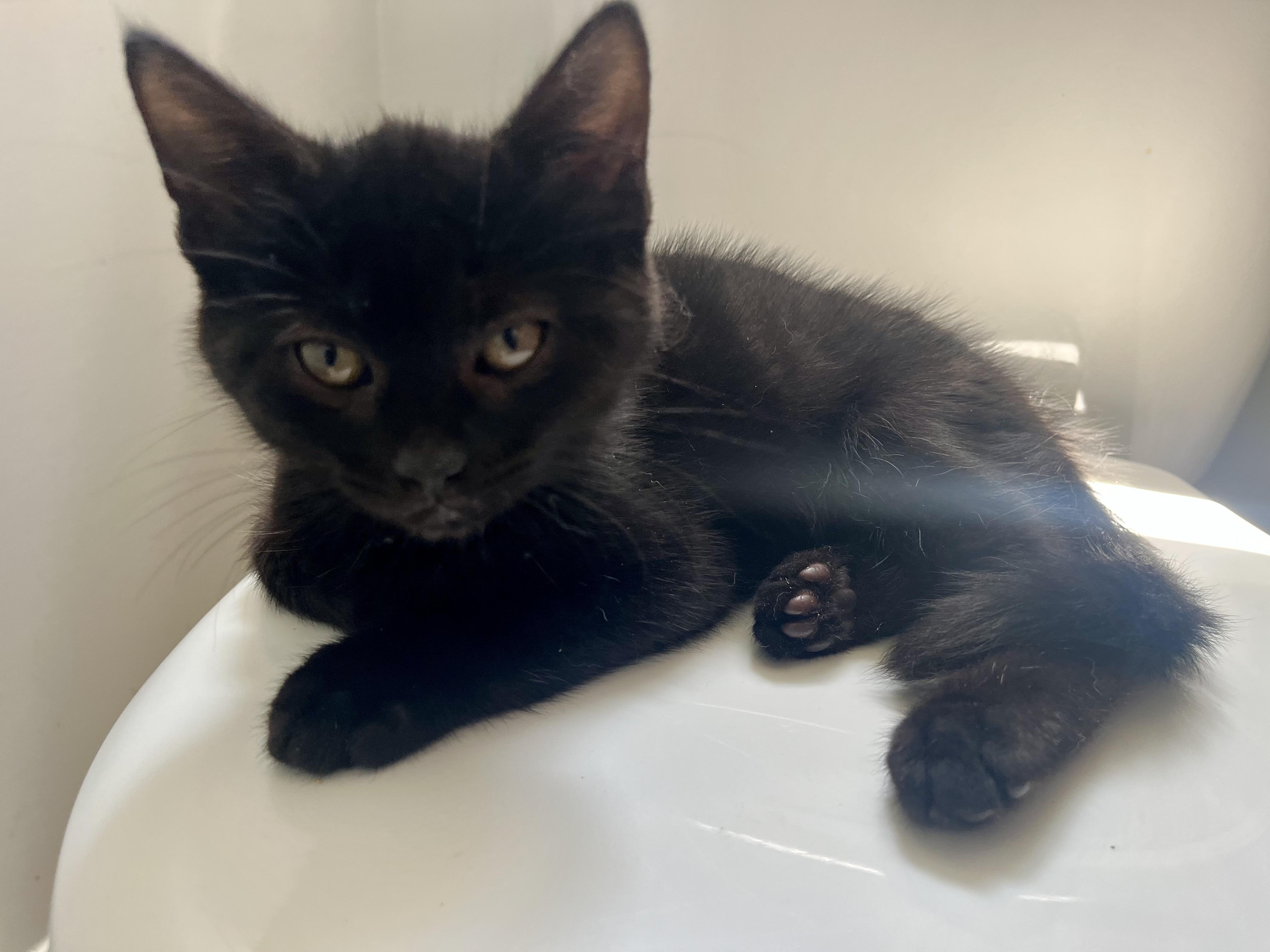 Echo, Adoptable, Kitten Male Domestic Short Hair.
