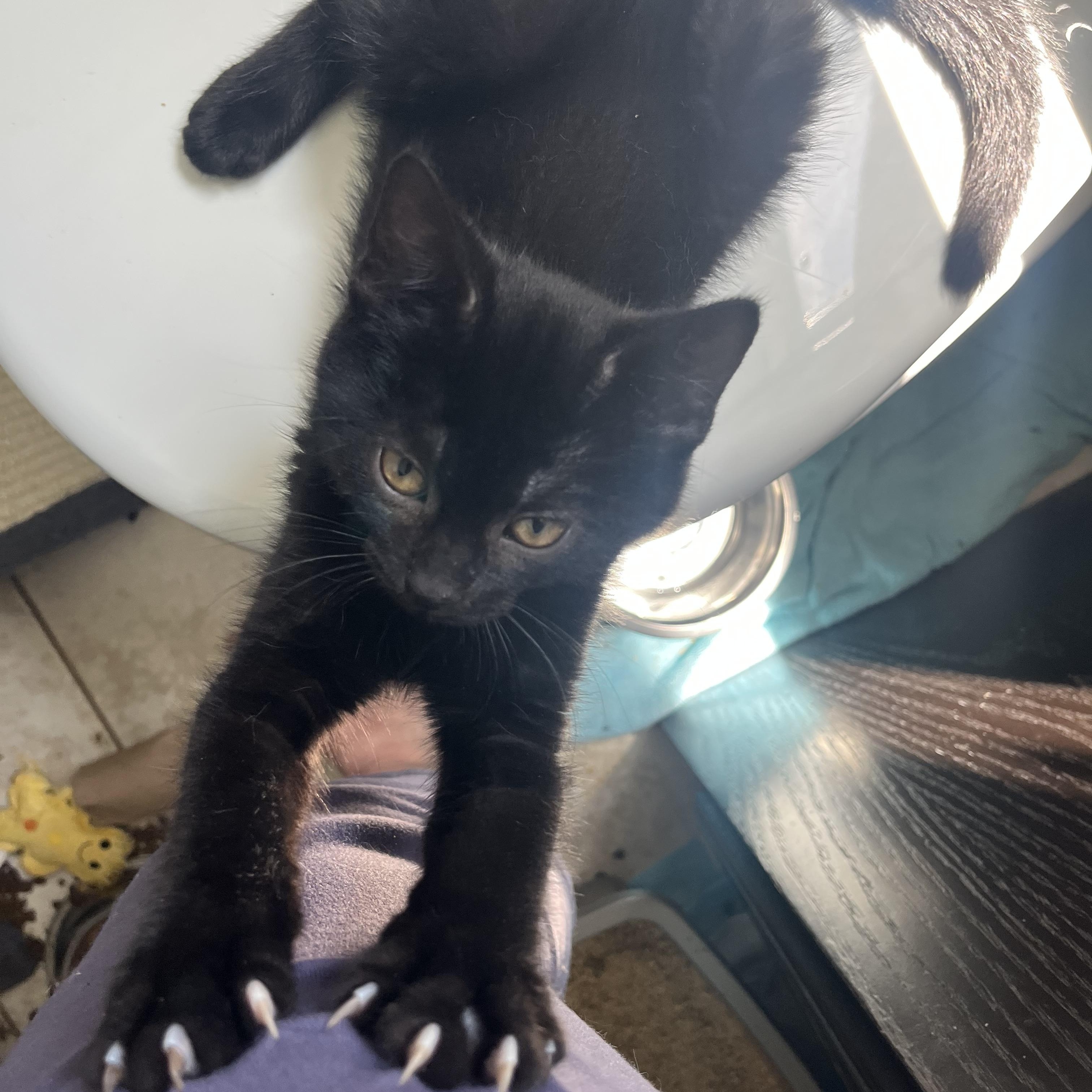 Echo, a Adoptable Domestic Short Hair in Hamilton, ON image 3/5