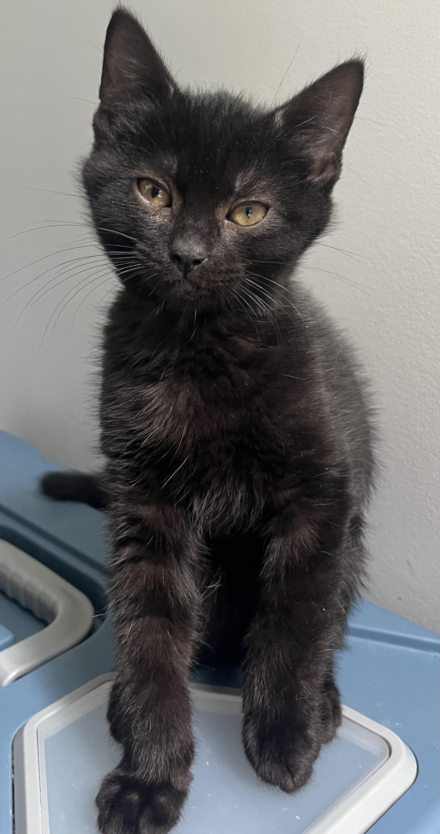 Echo, a Adoptable Domestic Short Hair in Hamilton, ON image 2/5