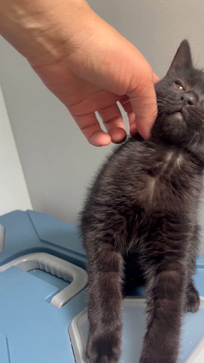 Enlarge Echo, a Adoptable Domestic Short Hair in Hamilton, ON video 5/5