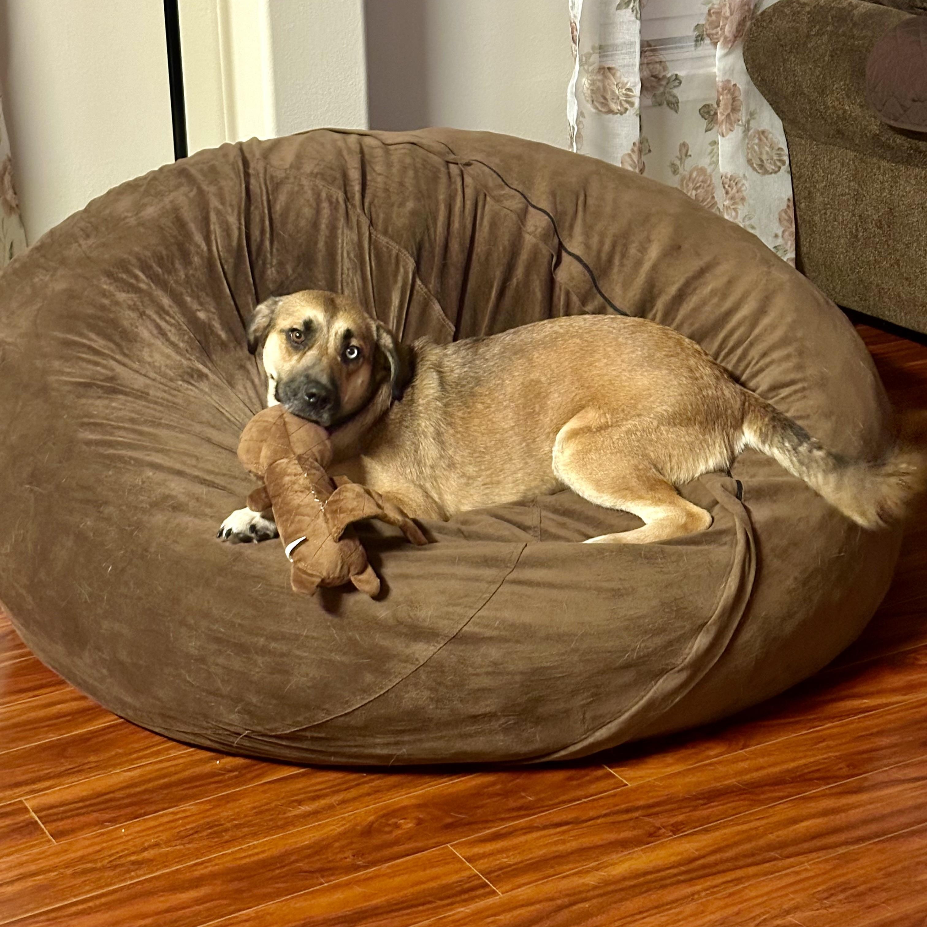 Azula, a Adoptable mixed breed in Spring, TX image 5/6