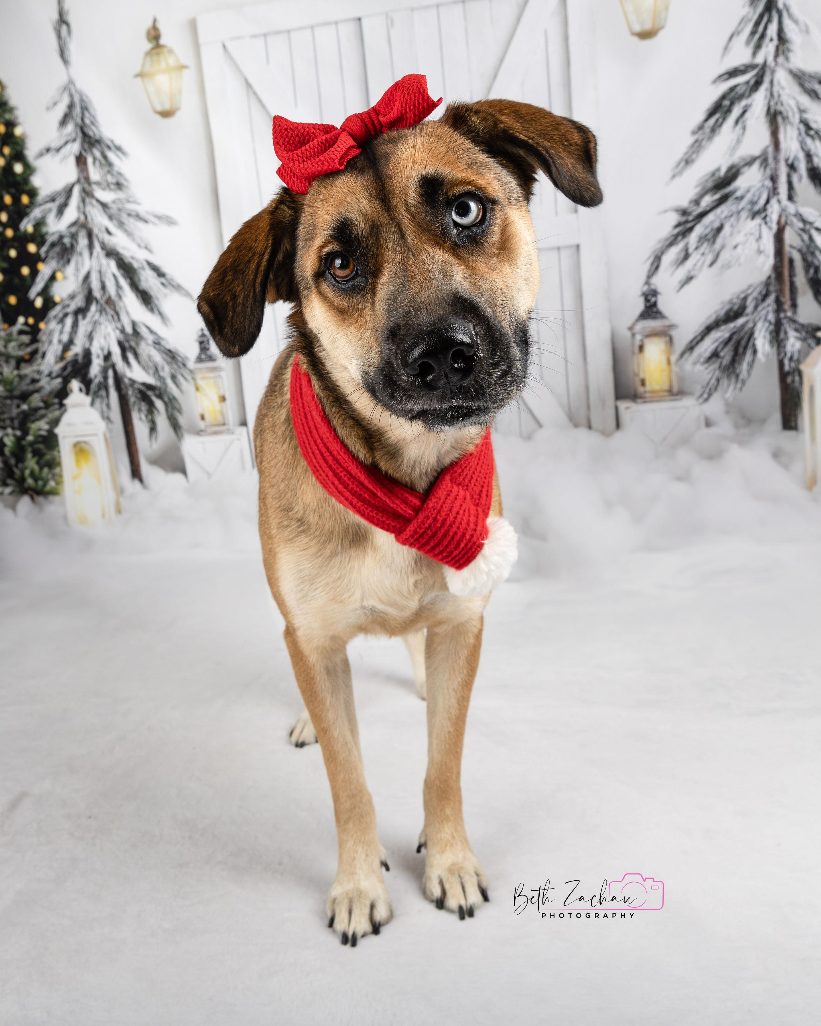 Azula, a Adoptable mixed breed in Spring, TX image 1/6