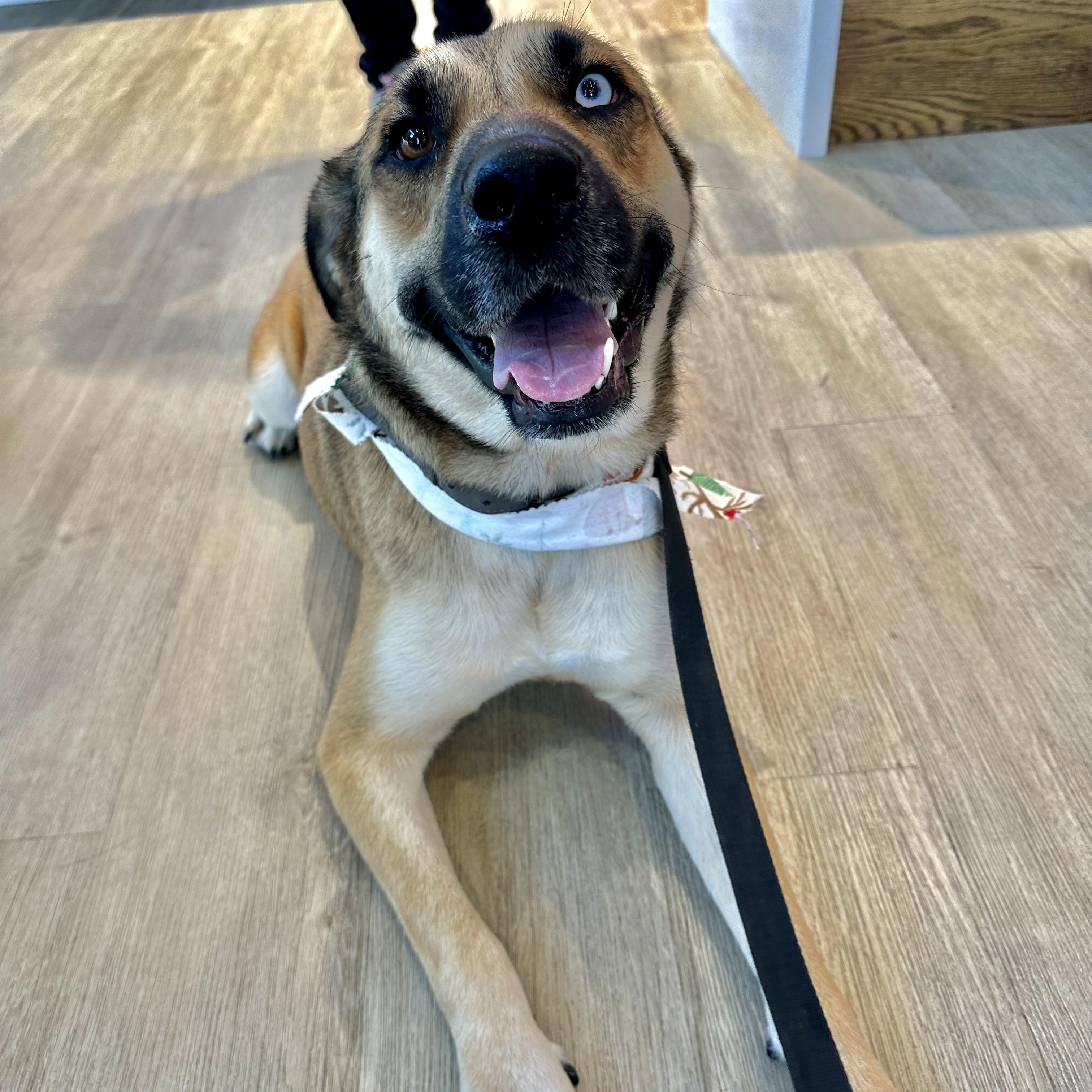 Azula, a Adoptable mixed breed in Spring, TX image 2/6