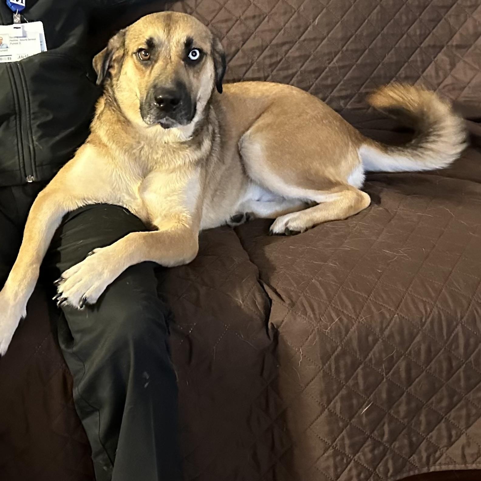 Azula, a Adoptable mixed breed in Spring, TX image 6/6