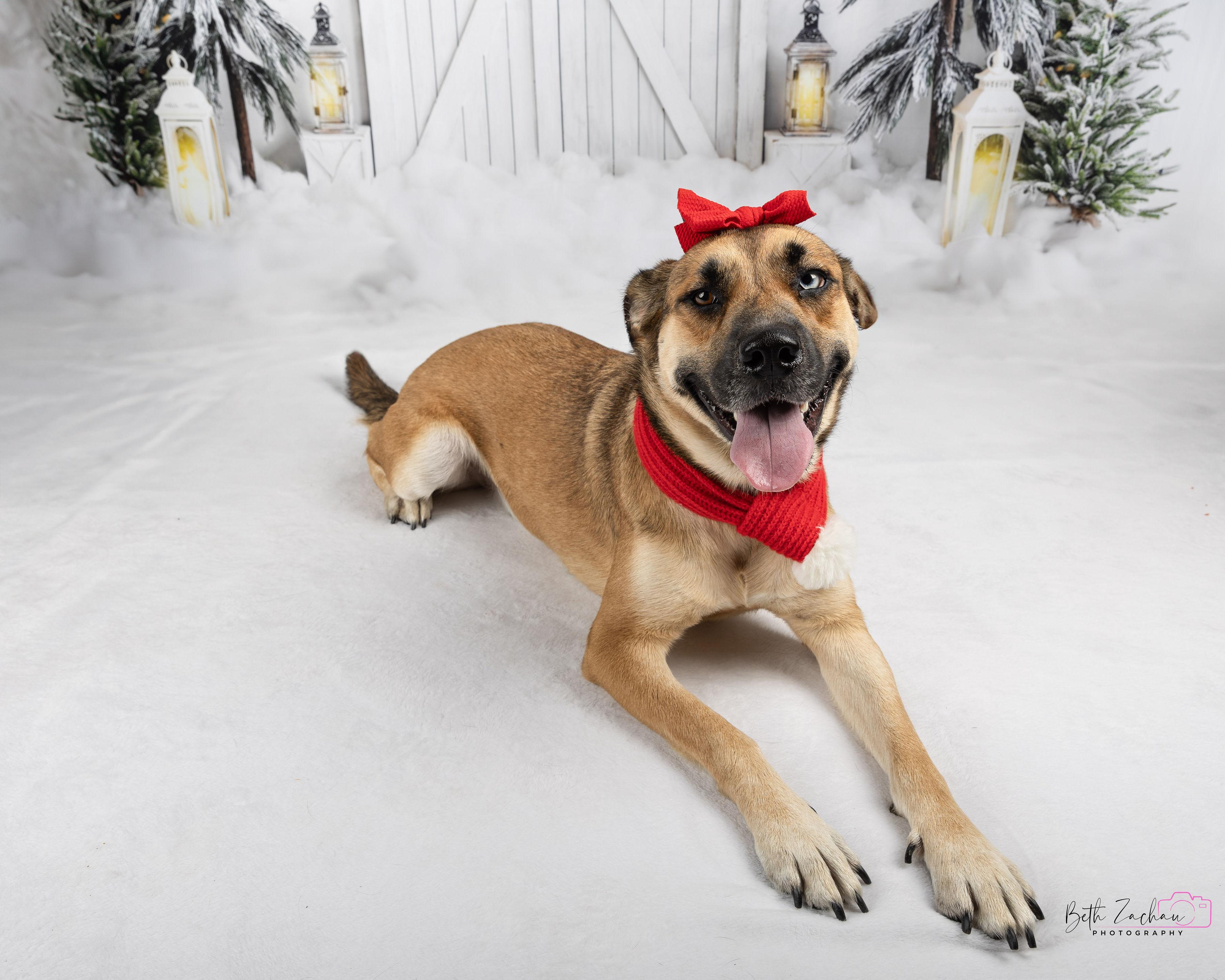 Azula, a Adoptable mixed breed in Spring, TX image 3/6