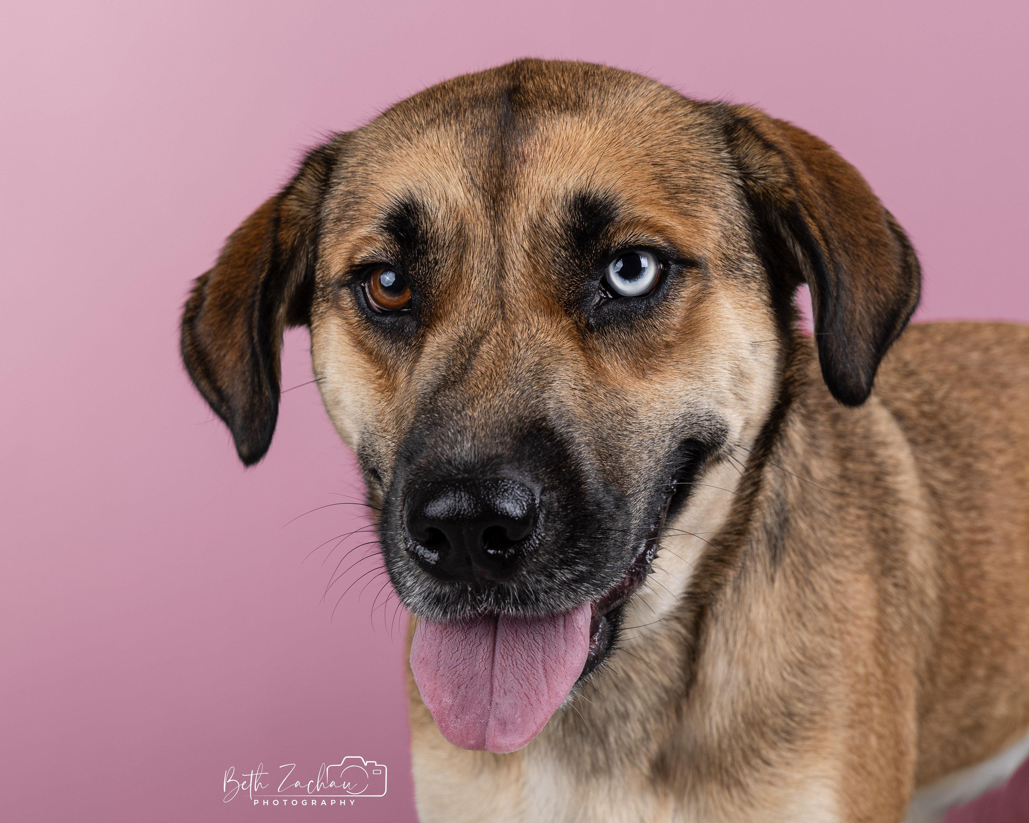 Azula, a Adoptable mixed breed in Spring, TX image 4/6