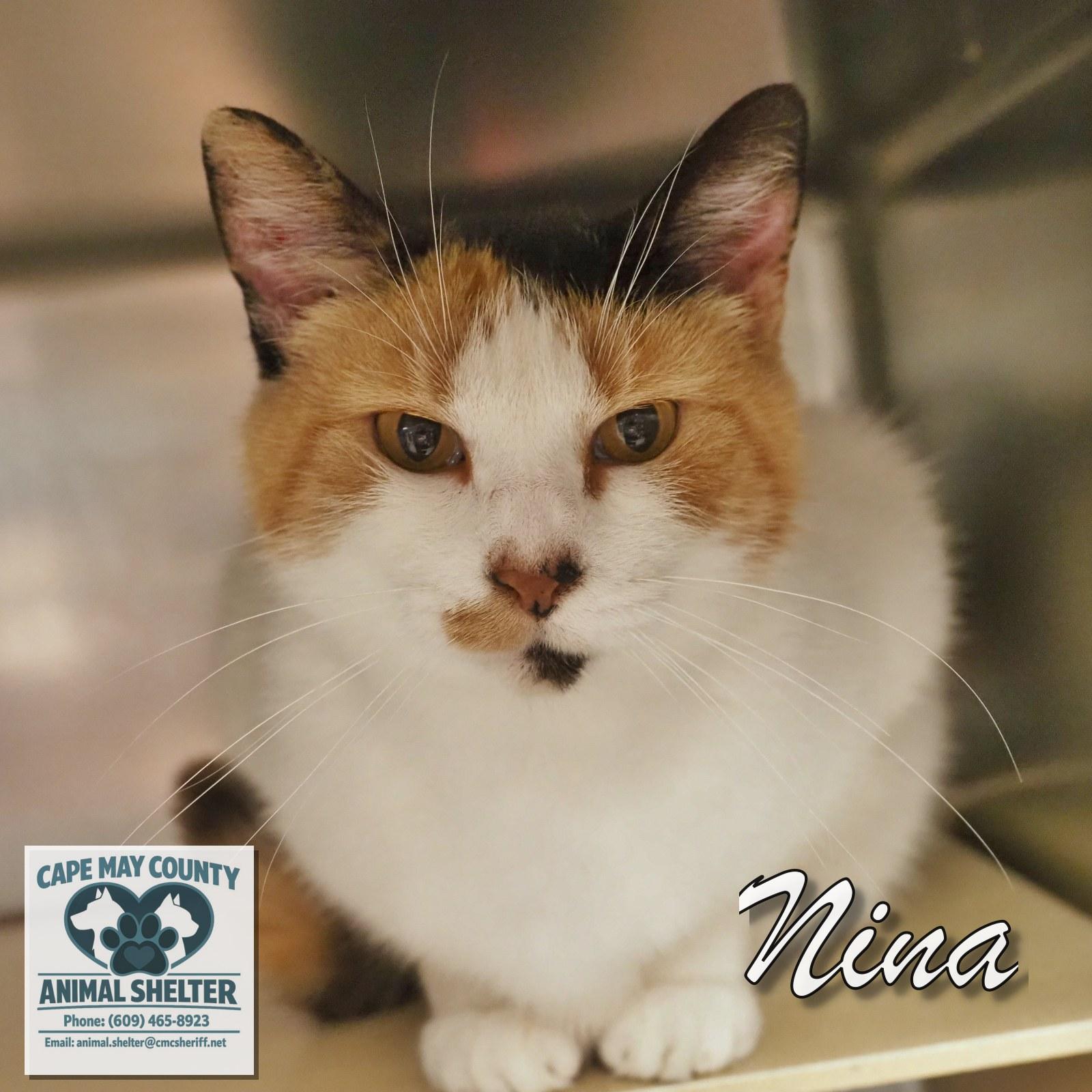 Enlarge Nina, an adopted mixed breed in Cape May Court House, NJ image 3/3
