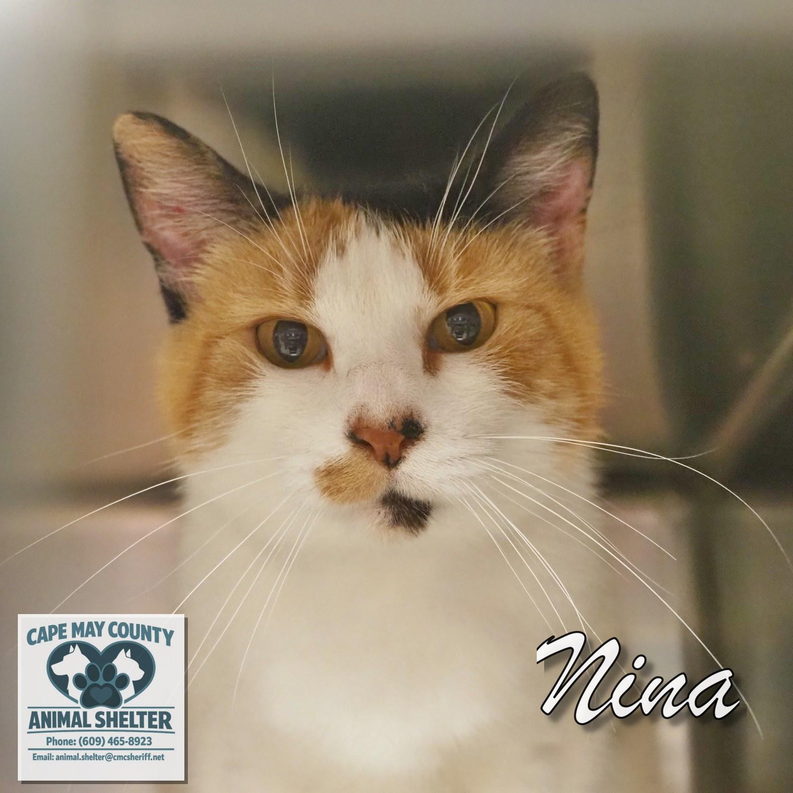 Enlarge Nina, an adopted mixed breed in Cape May Court House, NJ image 2/3