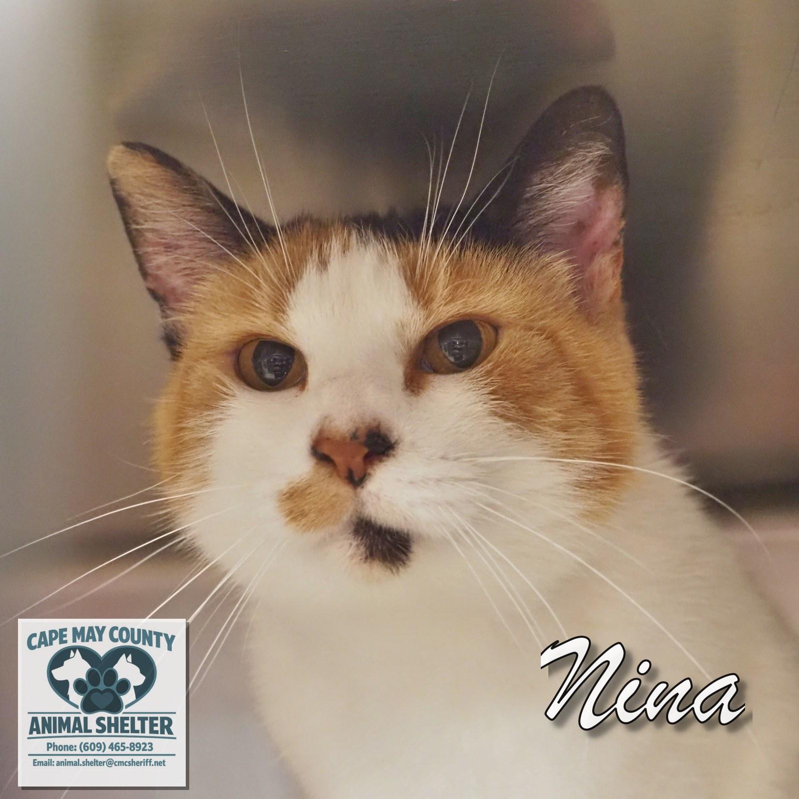 Enlarge Nina, an adopted mixed breed in Cape May Court House, NJ image 1/3