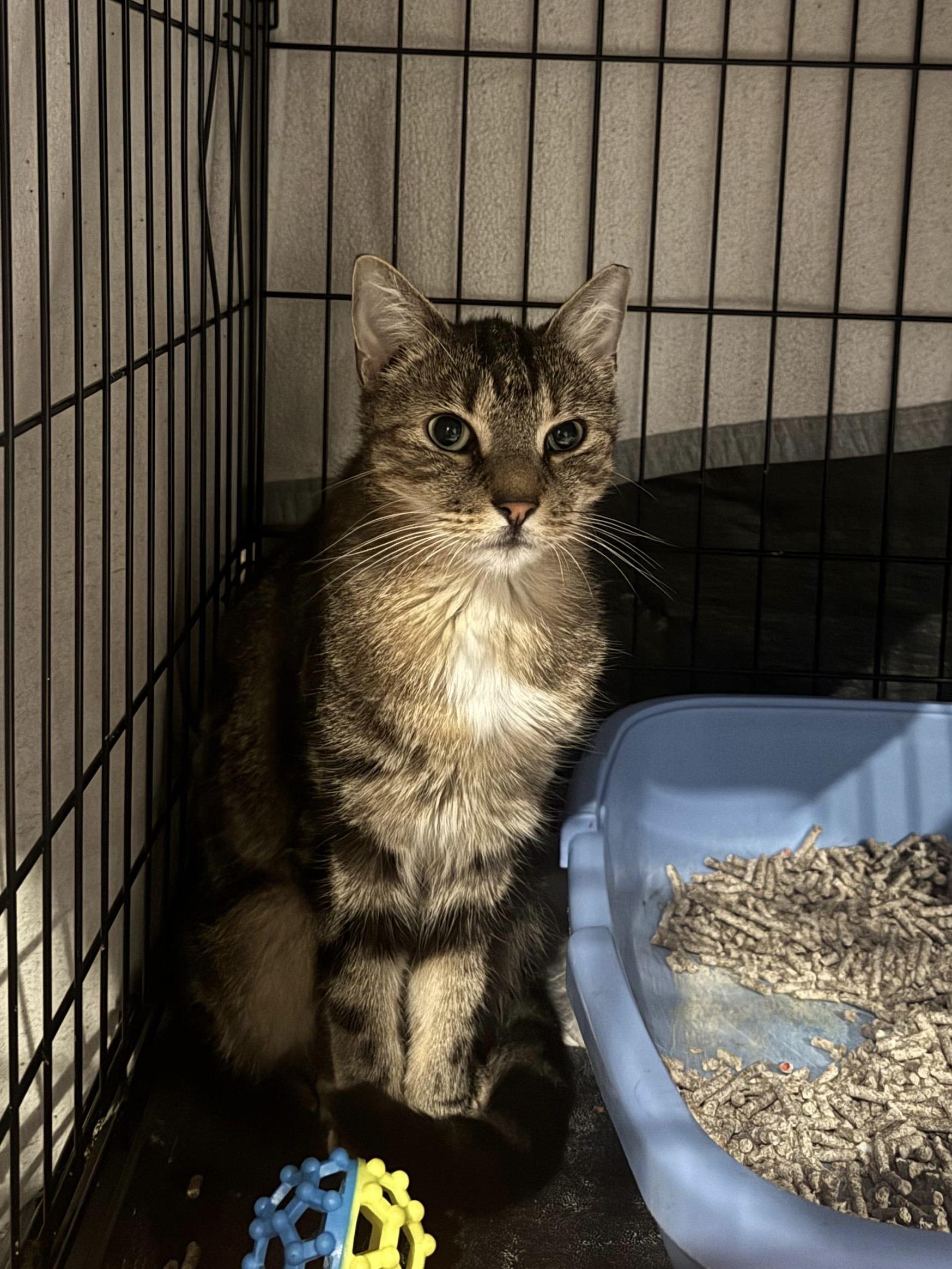 Mufasa, Adoptable, Kitten Male Domestic Short Hair.