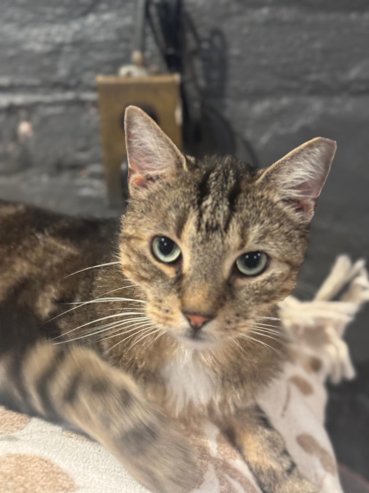 Mufasa, a Adoptable Domestic Short Hair in Jersey City, NJ image 2/6