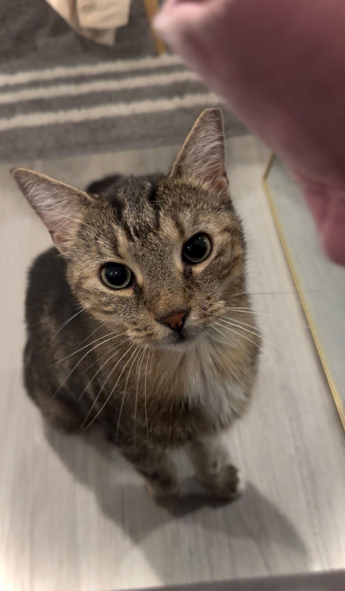 Mufasa, a Adoptable Domestic Short Hair in Jersey City, NJ image 3/6