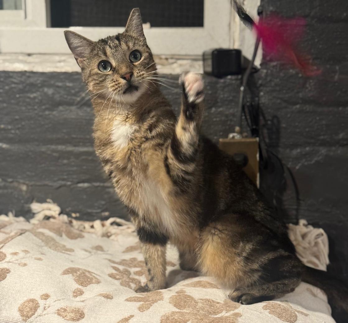 Mufasa, a Adoptable Domestic Short Hair in Jersey City, NJ image 4/6