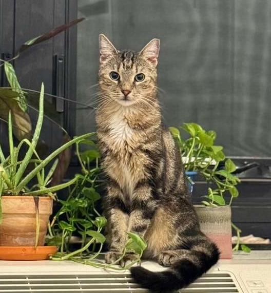 Mufasa, Adoptable, Young Male Domestic Short Hair.