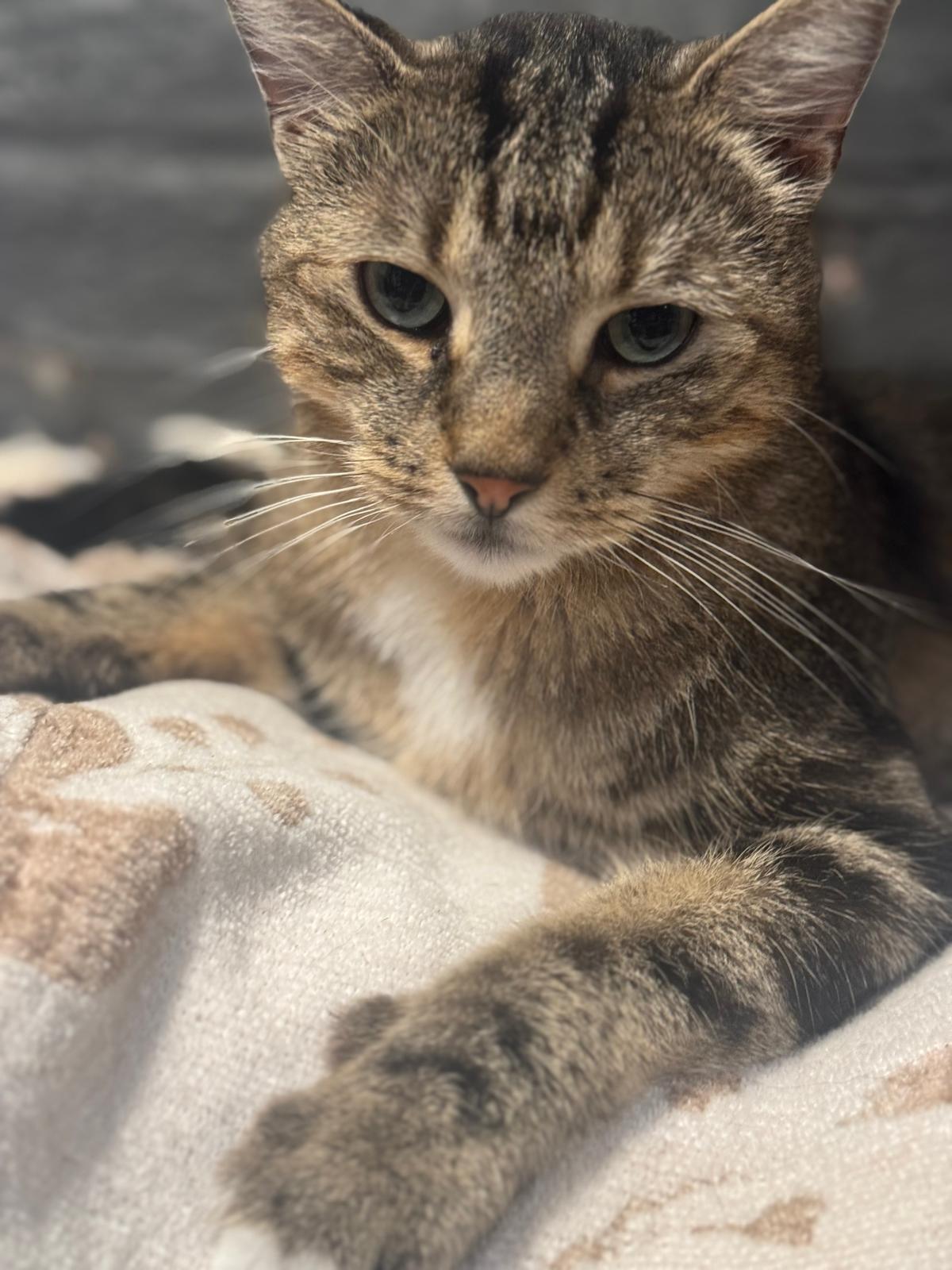 Mufasa, a Adoptable Domestic Short Hair in Jersey City, NJ image 6/6