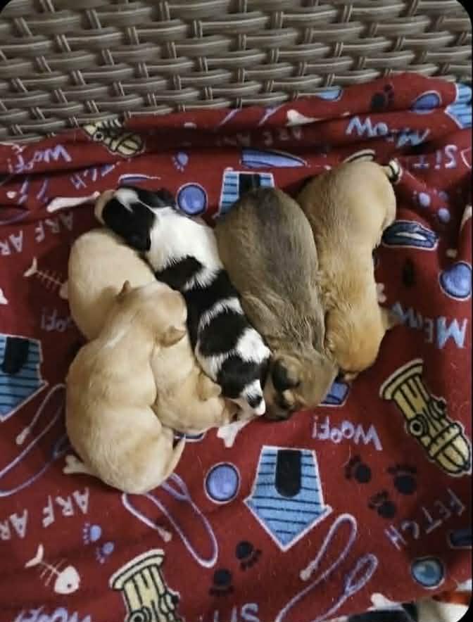 Enlarge Jade, an adopted mixed breed in PHOENIX, AZ image 6/6