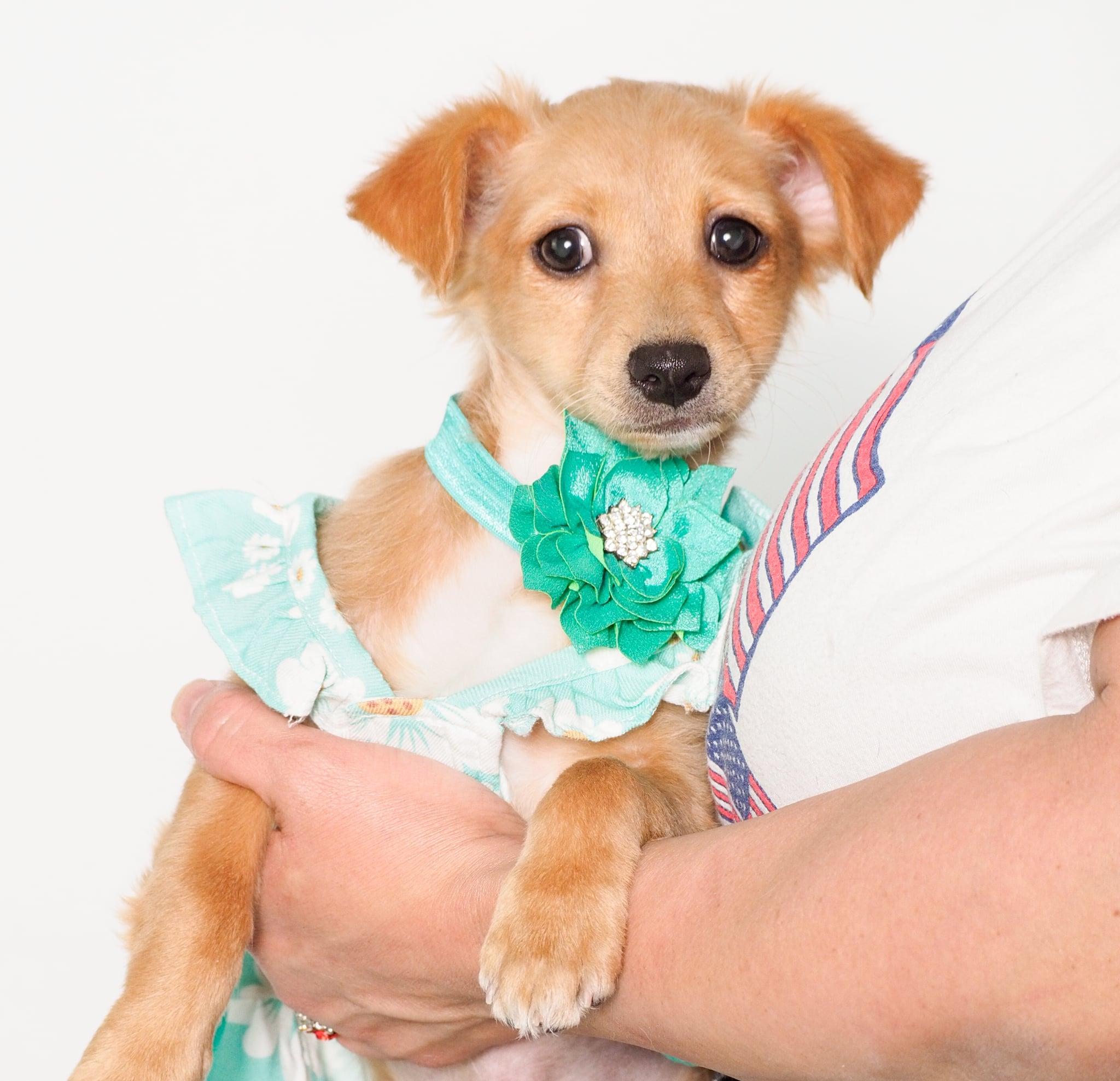 Enlarge Jade, an adopted mixed breed in PHOENIX, AZ image 3/6