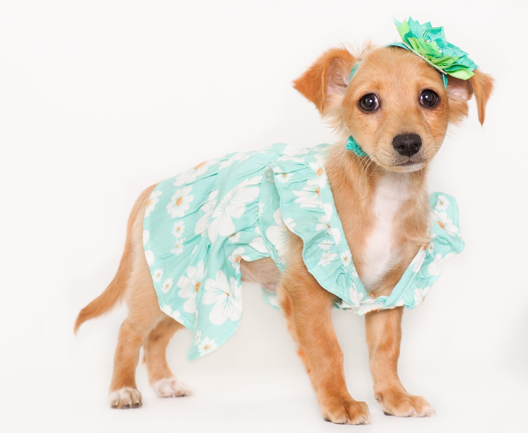 Jade, adopted, Puppy Female Chihuahua.