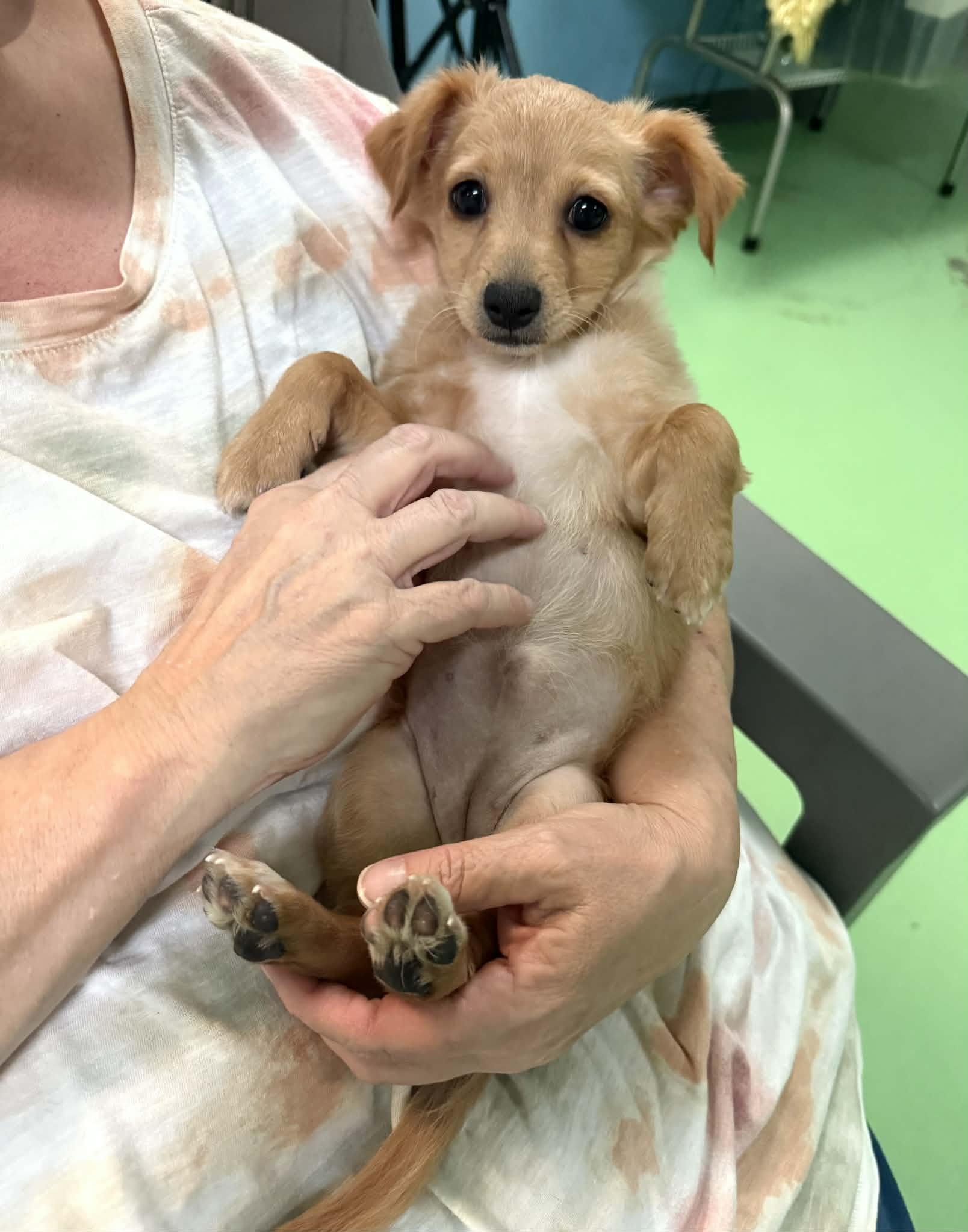 Enlarge Jade, an adopted mixed breed in PHOENIX, AZ image 5/6