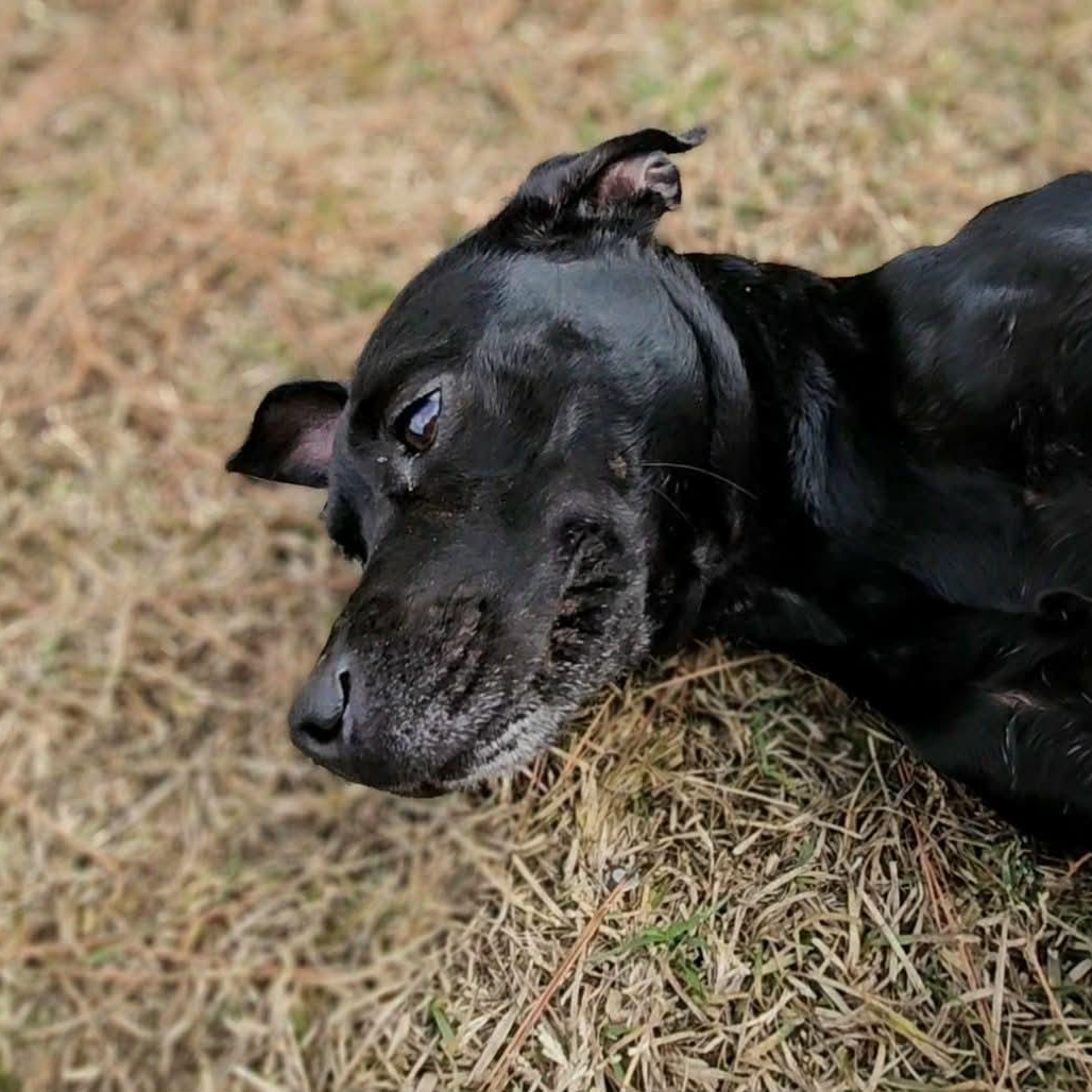 Enlarge Gigi, a ADOPTABLE Mixed Breed in Leesburg, GA image 4/4