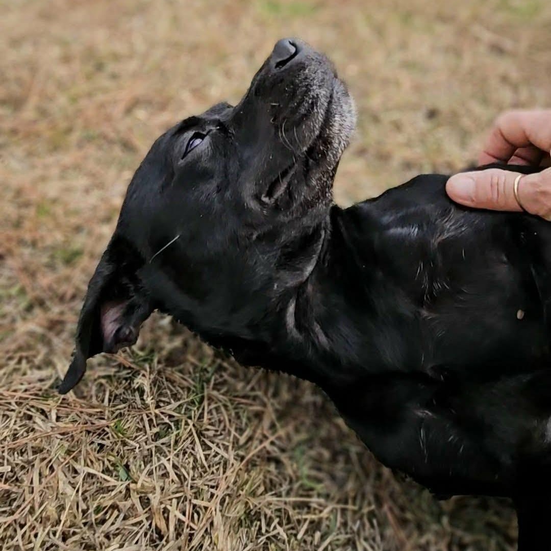 Enlarge Gigi, a ADOPTABLE Mixed Breed in Leesburg, GA image 2/4